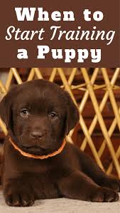 The overall idea of this process is to take your puppy out a lot, but always on your terms. When To Start Training A Lab Puppy Guide On The Best Age To Train A Dog