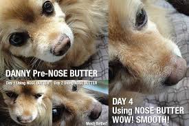 Dry Dog Nose Info Dog Nose Dry Dog Nose Dogs