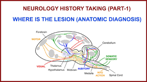 Image result for Neurologic Lesion Localization