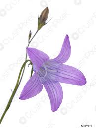 Il bucaneve è stato anche considerato una pianta di cattivo auspicio, un presagio di morte in quanto erbacea a crescita in prossimità del suolo dal fiore a forma di campana inarcata verso il basso che sbocciava ambiguamente nel passaggio tra due stagioni ed era diffusa nei cimiteri vittoriani. Dettaglio Di Un Fiore Di Campana Di Diffusione Viola Su Foto D Archivio Crushpixel