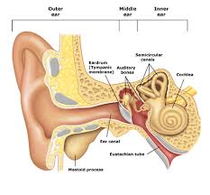 It consists of two main structural parts one inside the other. Ear Education Tampa Bay Hearing