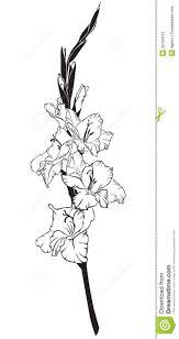 Enjoyable Gladiola Tattoo Designs Gladiola Tattoo Designs Gladiolus Flower Tattoos Birth Flower Tattoos Flower Drawing