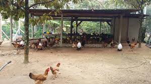 Maybe you would like to learn more about one of these? Sistem Reban Reban Ayam Ternakan Ayam Kampung Aflegacy Facebook