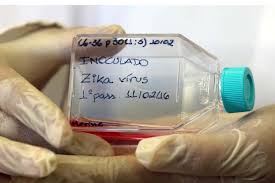 Zika Virus Likely To Cause Paralysing Guillain Barre Syndrome New Scientist