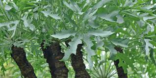 Image result for Cussonia natalensis