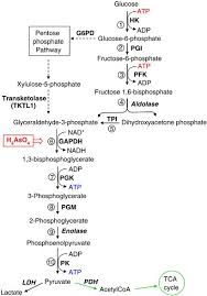 It does not require oxygen • in the presence of o2, pyruvate is further oxidized to co2. Glycolysis Inhibition For Anticancer Treatment Oncogene