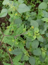Image result for Sigesbeckia