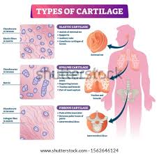 Connected to surrounding osteoblasts and osteocytes through. Shutterstock Puzzlepix
