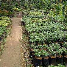 Green house sinox nursery berada di kebun 2 sinox nursery.beralamatkan di jalan villa siberi km 1, banjarejo, kec boja, kendal, jawa tengah. Foto Terbaru Kebun Sinox Nursery Sinox Nursery