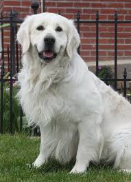 We did not find results for: White Golden Retriever Dog Cheap Buy Online