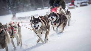 Une course de chiens de traîneaux est une compétition sportive désignant une course dans laquelle des attelages de chiens d'attelage tirent des traîneaux reservez votre promenade en chiens de traîneaux. 6 Endroits Ou Faire Un Tour De Traineau A Chiens Au Quebec
