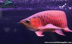 Chili Red Arowana The Primitive Fish One Should Know About By Arowana Fish Medium