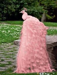 Pin By Yasar Gokmen On Christmas Albino Peacock White Peacock Colorful Birds