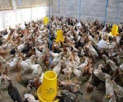 Siapa tak mahu kalau ada 100 ekor dengan anggaran 1kg seekor x rm18. 5 Tips Sukses Budidaya Ayam Kampung Untuk Pemula Ilmubudidaya Com