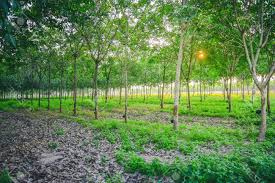 Tree plantations are usually easily distinguished from natural forests by the trees being planted in straight lines. What Is Industrial Plantation Papertr