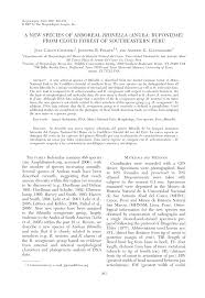 Estás en el camino correcto! Pdf A New Species Of Arboreal Rhinella Anura Bufonidae From Cloud Forest Of Southeastern Peru