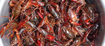 Here are simple, easy to follow instructions on how to properly store your live crawfish for 1 to 3 days and have all of them still kickin' when it comes time to get things cookin'. Buy Live Crawfish Online Fresh Crawfish For Sale Louisiana Crawfish Company