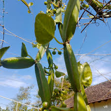 Image result for Cissus quadrangularis