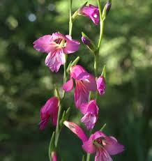 Image result for Gladiolus virgineus