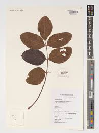 Image result for Lijndenia sp. cf barteri