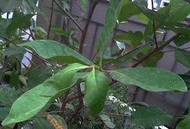 Untuk melihat perbedaan efektivitas air rebusan daun salam dengan air rebusan seledri terhadap tekanan darah lansia hipertensi maka digunakan uji ttest independent. Cara Menstabilkan Tekanan Darah Tinggi Hipertensi Ysalma