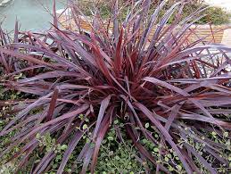 Festival Burgundy Cordyline Atop Dainty Green Foliage Hinterhof Pflanzen Ziergras Topfgarten