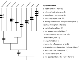 Image result for Sebaea sedoides