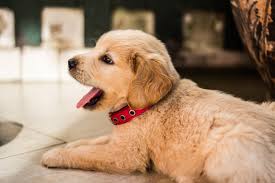 Royal paws focuses on private, ground transportation throughout the country for your cat or dog. Family Pet Ground Transport Best Pet Transportation Services