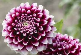Dahlia Plant Types What Are The Different Varieties Of Dahlia Dahlia Flower Flower Seeds Growing Dahlias