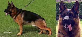 The cheapest offer starts at £20. German Shepherd Breeder With German Shepherd Puppies For Sale In Boca Raton Fl Von Jagenstadt German Shepherds