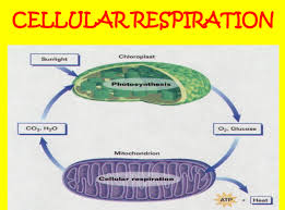 Cellular Respiration Both Autotrophs And Heterotrophs Perform Respiration To Use The Solar Energy Stored In Cellular Respiration Photosynthesis Chemical Bond