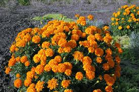 Bunga krisan (bibit bunga krisan) +pot. Jenis Marigold Klasifikasi Keterangan Dan Ciri Varieti Dan Kacukan Dengan Foto