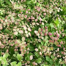 Image result for Adiantum schweinfurthii