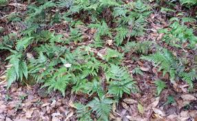 Image result for Lastreopsis