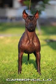 B/r football 11.101 views8 months ago. Xoloitzcuintle Standard From Xolos Origen Dogs In The World Mexican Hairless Dog Hairless Dog Dogs