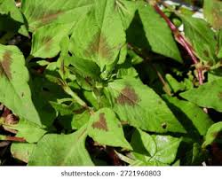 Image result for Persicaria nepalensis