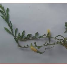 Image result for Xenostegia