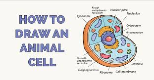 Diagram of animal cell simple. How To Draw An Animal Cell Really Easy Drawing Tutorial