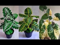 Diy Cara Membuat Bunga Dari Plastik Kresek How To Make Flower From Plastic Bag Youtube Di 2020 Bunga Kertas Bunga Plastik