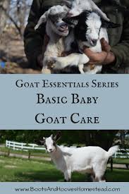 Guide To Baby Goat Care Baby Goats Goat Care Goats