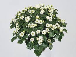 Image result for Exacum