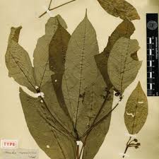 Image result for Pavetta johnstonii