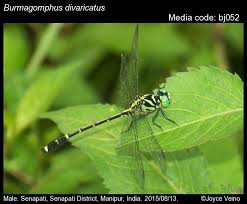 Image result for Distephanus divaricatus
