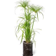 Image result for Cyperus amauropus