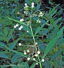 Asclepias Exaltata Poke Milkweed For Monarch Caterpillars Asclepias Milkweed Butterfly Garden