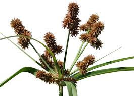 Image result for Kyllinga robinsoniana