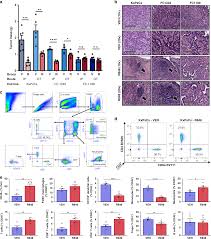 The Tlr7 8 Agonist R848 Remodels Tumor And Host Responses To