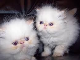 I've looked many places online but i can't seem to find persian kittens. Doll Face Persian Kittens For Sale Nj Classifieds