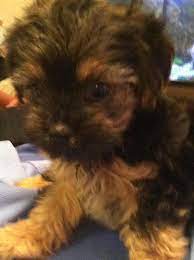 They are curious and intelligent and responsive to positive reinforcement training. Cute Yorkie Poo Puppies For Sale In Waco Texas Classified Americanlisted Com