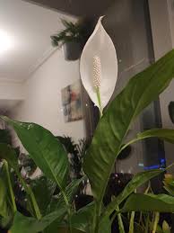 Maybe you would like to learn more about one of these? Beautiful Big Peace Happy Pot Plants And Flowers Llc Facebook
